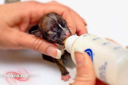 بيونسي اصغر كلبة في العالم..بالصور